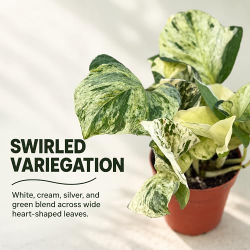 Manjula Pothos Live Plant - Swirled White Variegated Vine - Image 4
