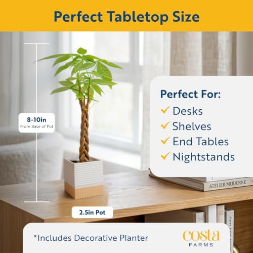 Costa Farms Money Tree, Live Indoor Plant, Braided Trunk, Easy Care - Image 2