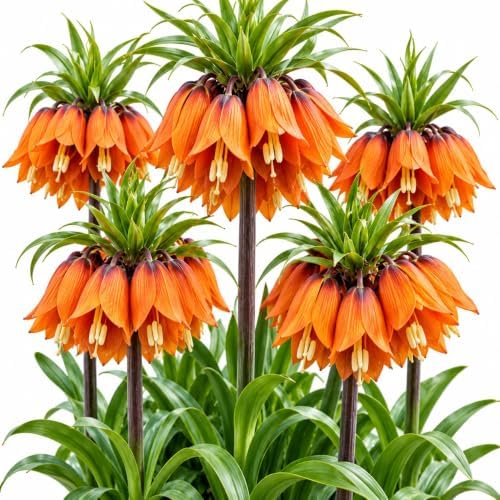 10 Orange Crown Imperial Fritillaria Bulbs – Tall Bell-Shaped Spring Flower by CZGrain