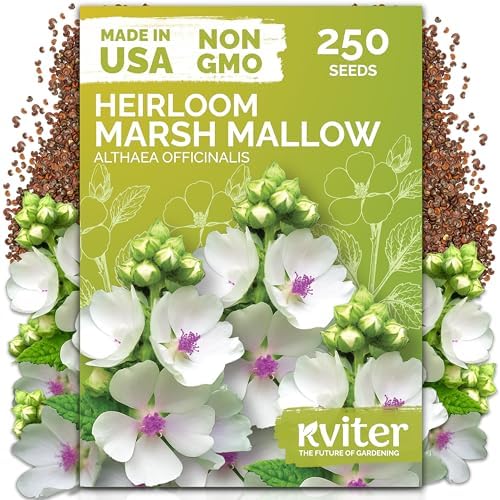 250 Marsh Mallow Heirloom Flower Seeds for Planting, Althaea Officinalis by KVITER
