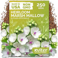 250 Marsh Mallow Heirloom Flower Seeds for Planting, Althaea Officinalis by KVITER