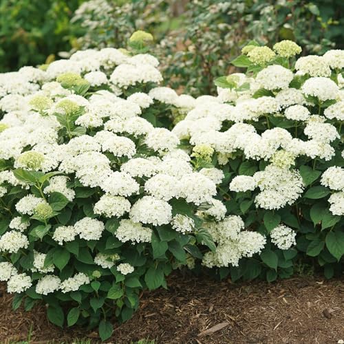 Proven Winners Invincibelle Wee White 2.0 Smooth Hydrangea (arborescens) Live Plant, 4.5" Qt by ProvenWinners