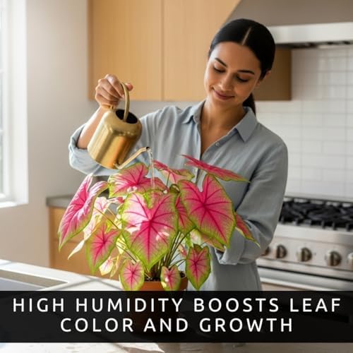 Pink Princess Caladium Bulbs for Planting - Beautiful Spotted Leafs Stand Out - Perennial Hosta, Elephant Ears, Fancy (2 Bulbs) - Image 4