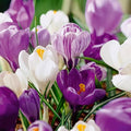 Garden State Bulb Blue Moon Mixed Crocus Flower Bulbs, 8/9cm (Bag of 200) by GardenStateBulbCo