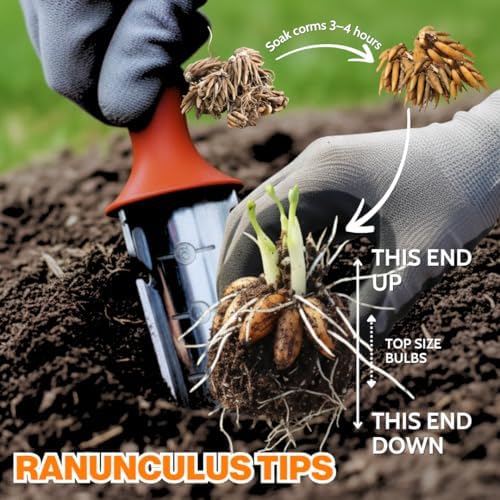 25 Red Ranunculus Bulbs, Perennial Flower Corm to Grow - Image 4