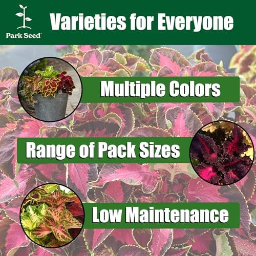 Park Seed Coral Candy Premium Sun Coleus Seeds, AAS Award-Winning Compact Variety with Multicolored Draping Foliage, Shade to Part Sun, Pack of 15 Pelleted Seeds - Image 7
