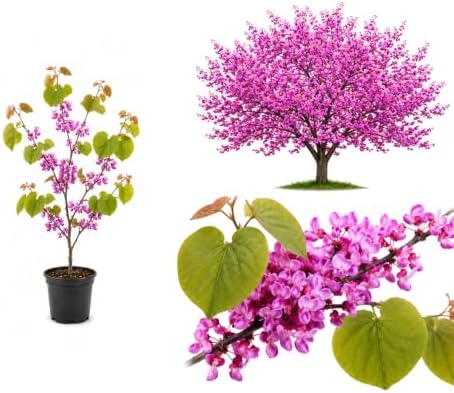 Live Eastern Redbud Tree for Planting, 6-10 Inch Tall in Quart Pot, Beautiful Ornamental Redbud for Home, Garden, Yard & Outdoor Landscaping, Low-Maintenance, Easy-Grow Starter Plant by GINGERGLOW