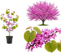 Live Eastern Redbud Tree for Planting, 6-10 Inch Tall in Quart Pot, Beautiful Ornamental Redbud for Home, Garden, Yard & Outdoor Landscaping, Low-Maintenance, Easy-Grow Starter Plant by GINGERGLOW