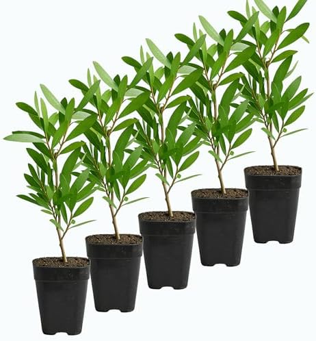 Purple Bottle Brush Plant Live, Callistemon Citrinus Shrub, 2in Pot, 5-Pack by MyShelfie