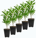 Purple Bottle Brush Plant Live, Callistemon Citrinus Shrub, 2in Pot, 5-Pack by MyShelfie