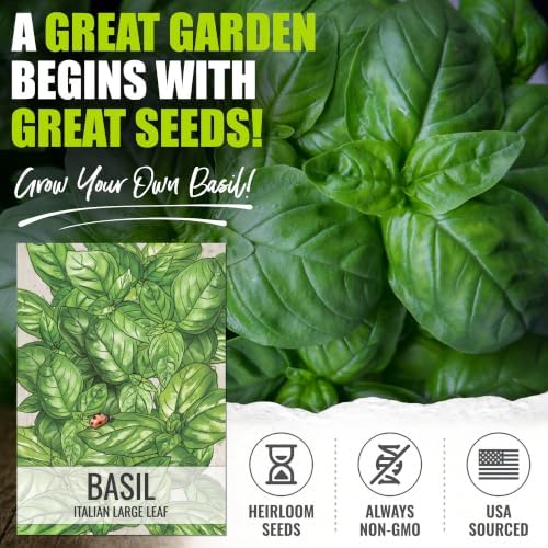 Seed Needs Italian Large Leaf Basil Seeds to Plant an Herb Garden - 10 Packs - Image 2