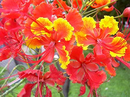 KVITER 10 Red Bird of Paradise seeds (Caesalpinia Pulcherrima) – Pride of Barbados,Dwarf Poinciana,Peacock Flower Seeds for Planting,Mexican Birds of Paradise – Perennial Bush seeds for Outdoor Garden by KVITER