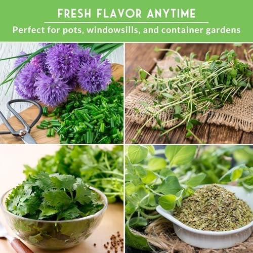 Indoor Herb Seeds Variety Pack - 10 Herbs for Planting - Image 3