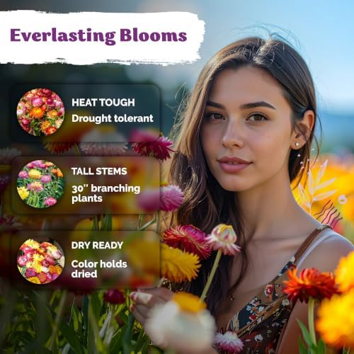 3,000 Tall Mix Strawflower Flower Seeds, Xerochrysum/Helichrysum Bracteatum - Image 4