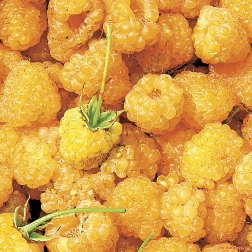 Fall Gold Raspberry Live Plant, Backyard Berry Bush Plant, 5-9 Inch Tall - Image 2