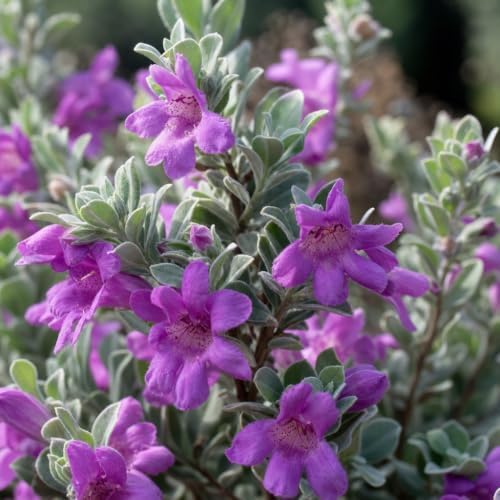 Texas Sage | 50 Live Plants | Leucophyllum frutescens | Drought-Tolerant Shrub for Landscaping | Hardy Evergreen with Silver Foliage and Purple Blooms - Image 3