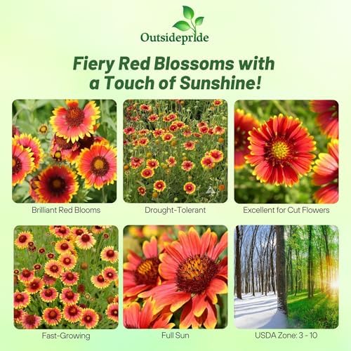 Outsidepride Gaillardia Aristata Red Blanket Flower Seeds for Planting - 1 lb Perennial Wildflower Seeds, Drought-Tolerant for Xeriscaping, Borders, Pollinator Gardens, or Wildflower Mixes - Image 3