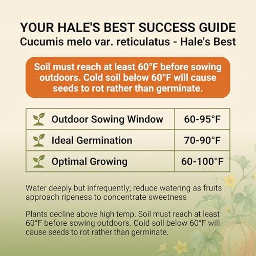 50 Hale's Best Cantaloupe Seeds for Planting - Sweet Aromatic Heirloom, Non-GMO, USA Grown by RDR Seeds - Image 3