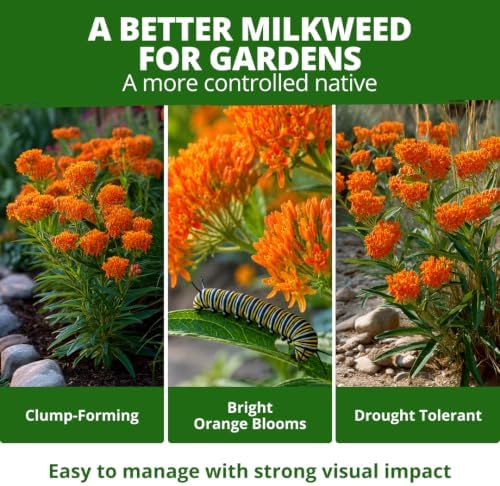 HOME GROWN Butterfly Milkweed Seeds for Planting, 2 Pack,Asclepias tuberosa - Image 4