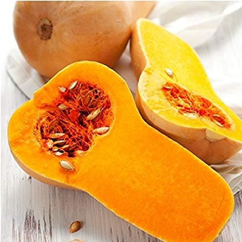 Waltham Butternut Squash Seeds25 Count, COOL BEANS N SPROUTS Brand. Heirloom. Non-GMO. Home Gardening. by CoolBeansNSprouts