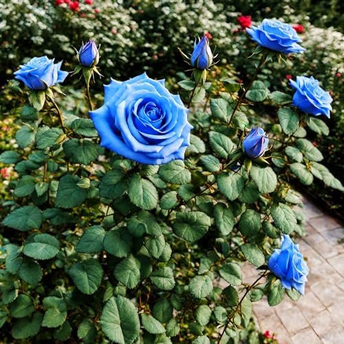 100 Pcs Rare Lavender hues Pink Roses Climbing Seeds Balcony Potted Rose - Image 4