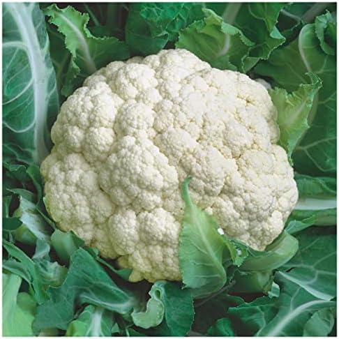 1 Oz Snowball Self Blanching Cauliflower Seeds - Gold Vault by Everwilde+Farms