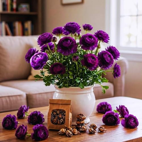25 Purple Ranunculus Live Bulbs, Spring Planting Flower Bulbs - Image 2