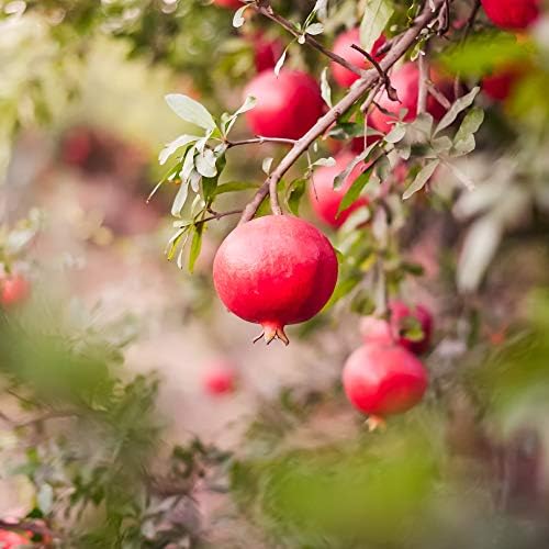 Perfect Plants Wonderful Pomegranate Tree, 2 Gallon, Live Plant - Image 5