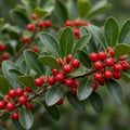Upright Yaupon Holly (Ilex vomitoria), 2 Pack Live Plants - Upright Evergreen Shrub, Red Winter Berries, Drought Tolerant, Hardy Zones 7-10, Garden & Container Friendly by Unknown