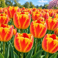 25 Banja Luka Tulip Bulbs | Red Yellow Darwin Hybrid Flowers for Gardens by CZGrain