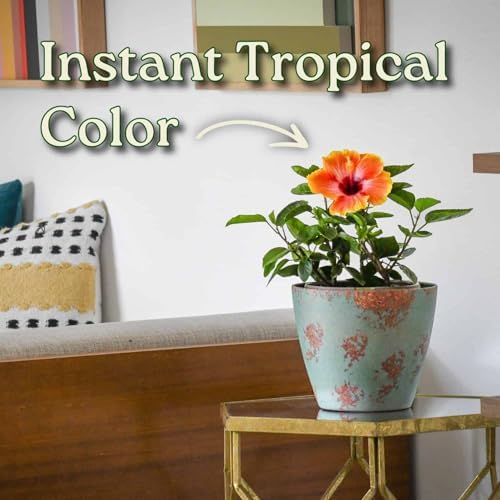 Fiesta Hibiscus Bush - Live Hibiscus Flowering Plant - Tropical Flower Plant - 1 Gallon Planter - Overall Height 10" to 14" - Tropical Plants of Florida - Image 4