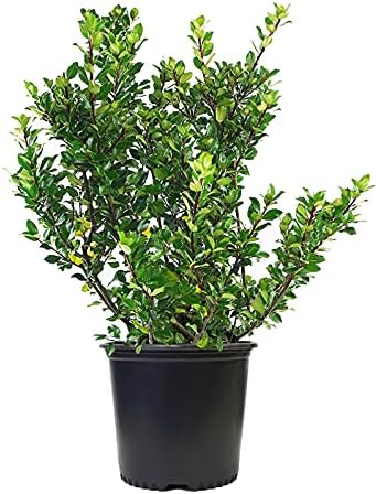 Ilex X meserveae 'Blue Prince' (Blue Holly) Evergreen, #3 - Size Container by GreenPromiseFarms