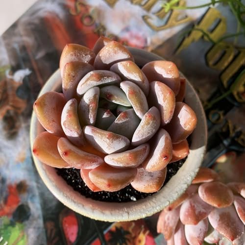 Echeveria Sang-A Rare Live Succulent Plants, 1 Head 2.2" Bare Root Without Pot & Soil, Garden Indoor Office Desk Baby Shower Decoration, Friend Plant Lovers Gifts by Unknown