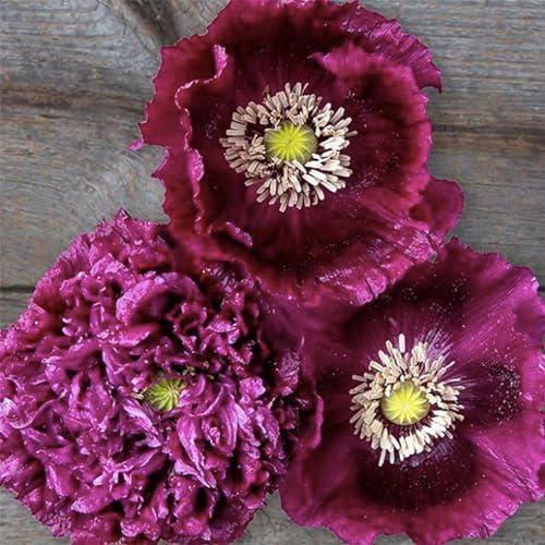 Black Beauty Poppy Seeds for Planting - 300 Fresh Flower Seeds - Tall Dark Purple Wildflower Seeds to Plant Outside - Re-Seeding Annual - Grown in The USA by MardeRossCompany