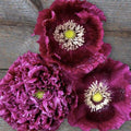Black Beauty Poppy Seeds for Planting - 300 Fresh Flower Seeds - Tall Dark Purple Wildflower Seeds to Plant Outside - Re-Seeding Annual - Grown in The USA by MardeRossCompany