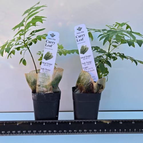 Daisy Ship Curry Leaf Plant Live Murraya Koenigii - 1 x 2-in Cup - Image 2