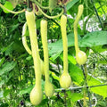 Tromboncino Squash Seeds - 180+ Count - for 2026 Planting Italian Zuchetta Rampicante Trombetta Tromboncino Zucchini Cucuzza Snake Bottle Gourd Vegetable Grow Your Own Home Farm Patio by TomorrowSeeds