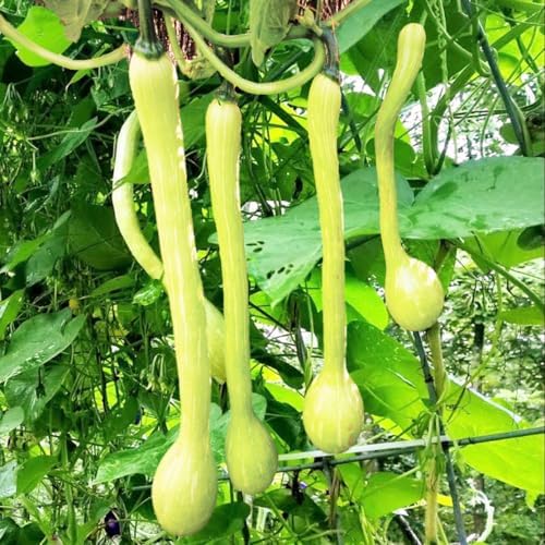 Tromboncino Squash Seeds - 180+ Count - for 2026 Planting Italian Zuchetta Rampicante Trombetta Tromboncino Zucchini Cucuzza Snake Bottle Gourd Vegetable Grow Your Own Home Farm Patio by TomorrowSeeds