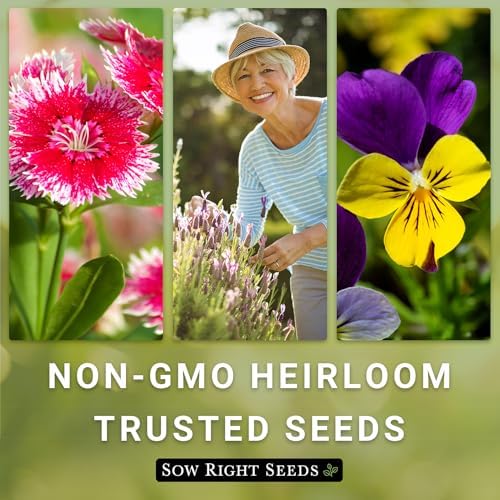 Sow Right Seeds - Blanket Flower Seed for Planting Perennial Wildflower - Image 6