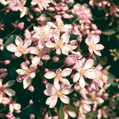 Eleanor Taber Indian Hawthorn (2.5 Quart) Pink Blooming Evergreen Bushes- Full Sun Live Outdoor Plant - Image 3