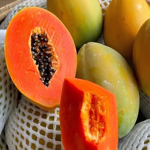 Papaya Seedling Live Plant, Indoor Outdoor Plant, 4-8 Inch Tall - Image 7
