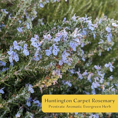 4 Huntington Carpet Rosemary in 3.5" Nursery Cubes | Rosmarinus officinalis ‘Huntington' | Low-Growing Evergreen Herb for Groundcover, Gardens & Containers - Image 2