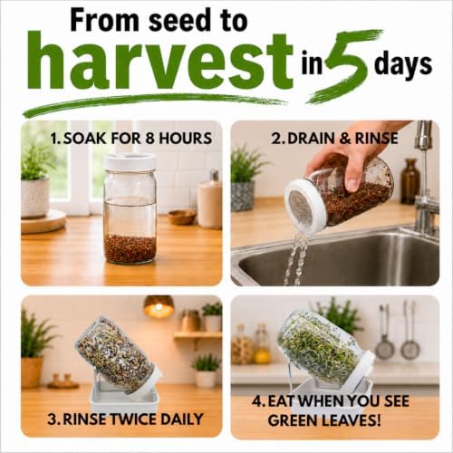 Broccoli Sprouts Growing Kit with Mason Jar, Stand, Tray & USA Seeds - Image 2