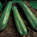 Park Seed Spineless Beauty Hybrid Zucchini Squash Seeds – Open-Habit Plants for Easy Harvesting, Smooth Medium Green Fruits with Minimal Spines, Fast Maturing and Productive, Easy to Grow, Pack of 20 by ParkSeed