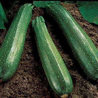 Park Seed Spineless Beauty Hybrid Zucchini Squash Seeds – Open-Habit Plants for Easy Harvesting, Smooth Medium Green Fruits with Minimal Spines, Fast Maturing and Productive, Easy to Grow, Pack of 20 by ParkSeed
