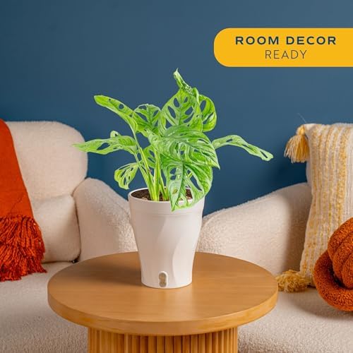 Costa Farms Monstera, Live Indoor Plant, Tropical Plant, Home Decor - Image 2