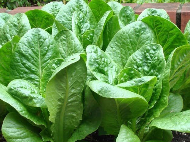 Parris Island Romaine Lettuce Seeds - 2000+ Count - for 2026 Planting USA Garden Vegetable Salad Green Leaf Spinach Butterhead Romaine Cabbage Heirloom Grow Your Own Home Farm Patio - Image 3