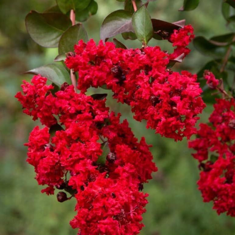 Red Crape Myrtle Tree - 6-12" Tall Live Plant - Quart Pot - Image 4