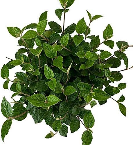 Korean Spice Viburnum, Live Deciduous Flowering Shrub, 3 Gallon - Image 3