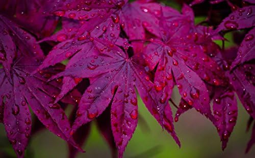 Bloodgood Red Japanese Maple Tree - 2 Year Live Plant - Acer palmatum 'Bloodgood' by - Japanese Maples and Evergreens - Image 7